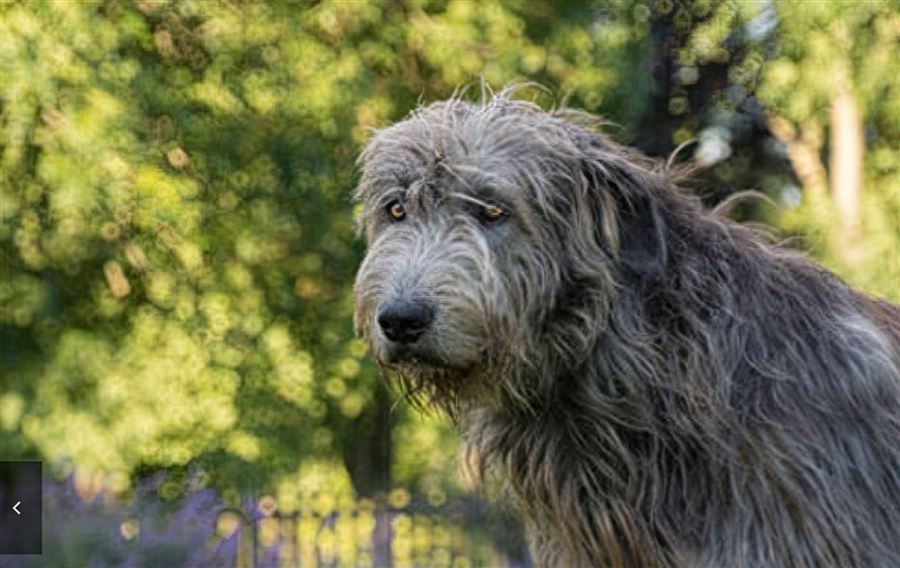 Original photo of a dog