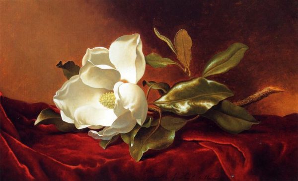 A Magnolia on Red Velvet by Martin Johnson Heade
