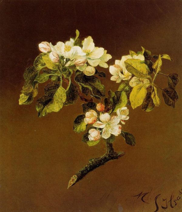 A Spray of Apple Blossoms by Martin Johnson Heade