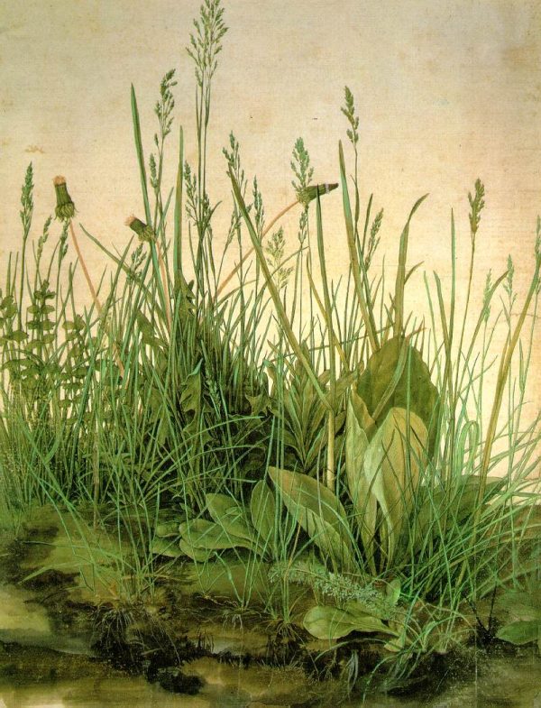 The Large Turf by Albrecht Durer