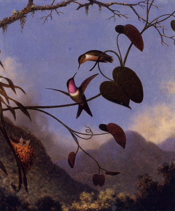 Amethyst Woodstar by Martin Johnson Heade