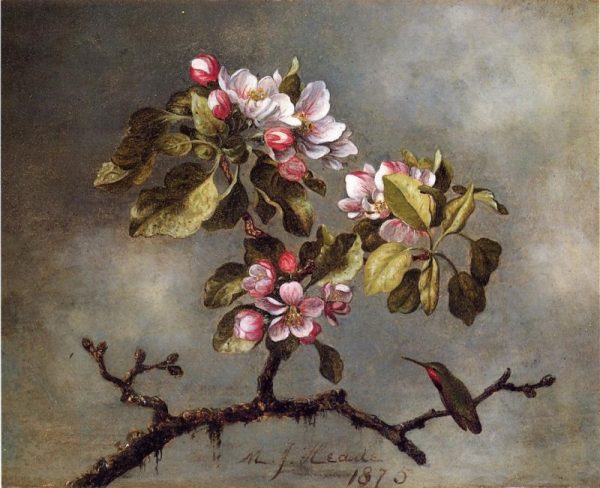 Apple Blossoms and Hummingbird II by Martin Johnson Heade
