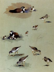 Study of Sandpipers, Cream-Colored Coursers, and Other Birds by Archibald Thorburn - hand-painted oil reproduction