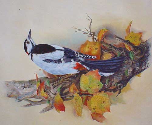 Birds Paintings N030