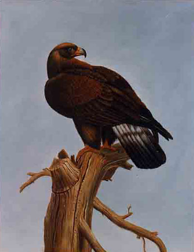 Birds Paintings N039