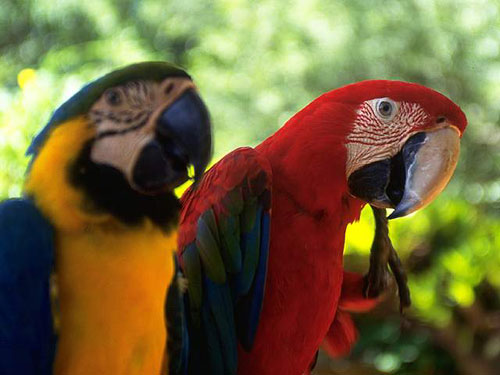 Birds Paintings N046