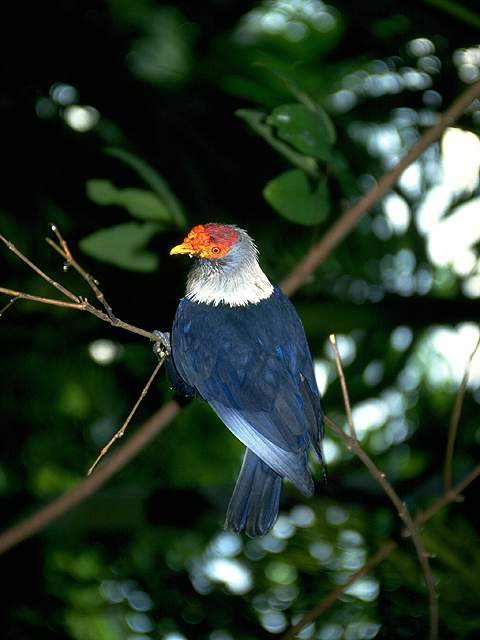 Birds Paintings N051