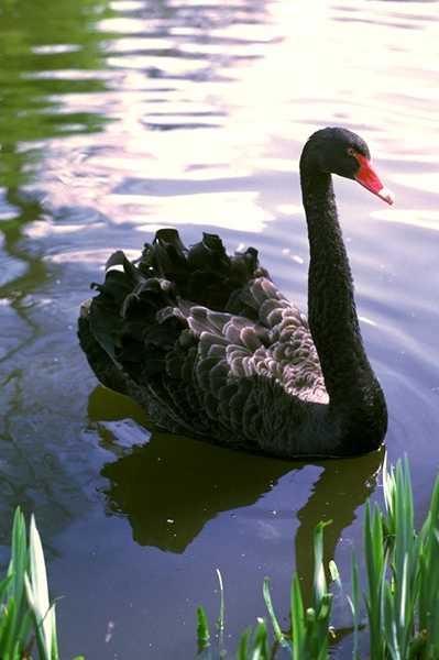 Birds Paintings N053