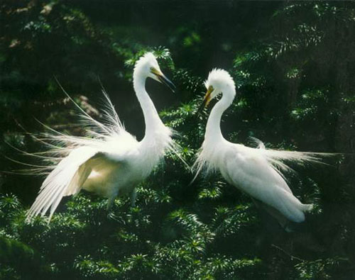 Birds Paintings N054