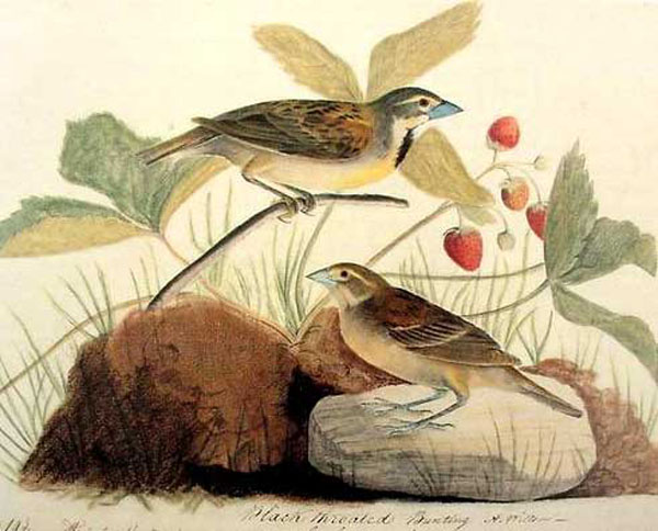 Birds Paintings N103