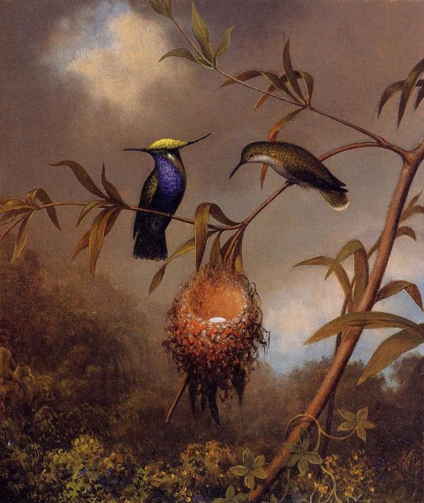 Black-Breasted Plovercrest by Martin Johnson Heade