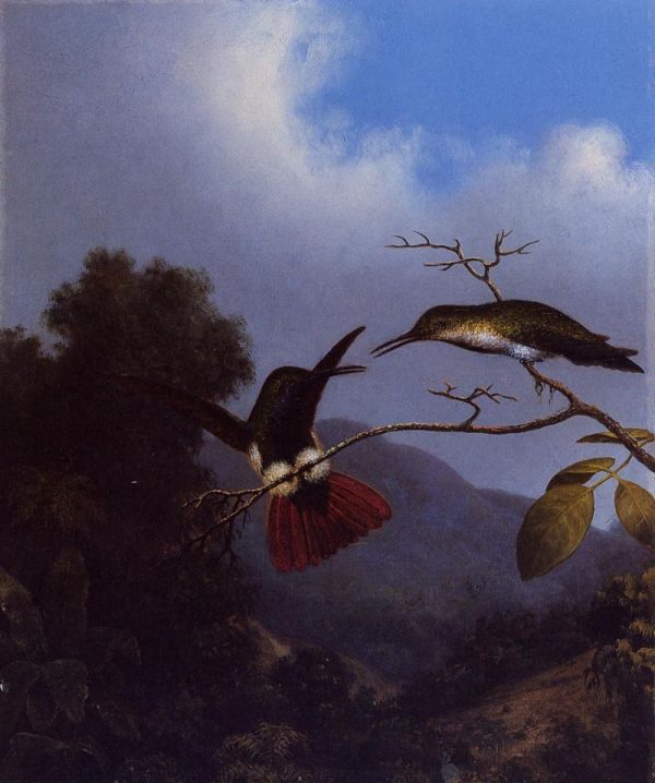 Black-Throated Mango by Martin Johnson Heade