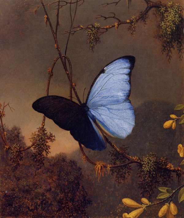 Blue Morpho Butterfly by Martin Johnson Heade