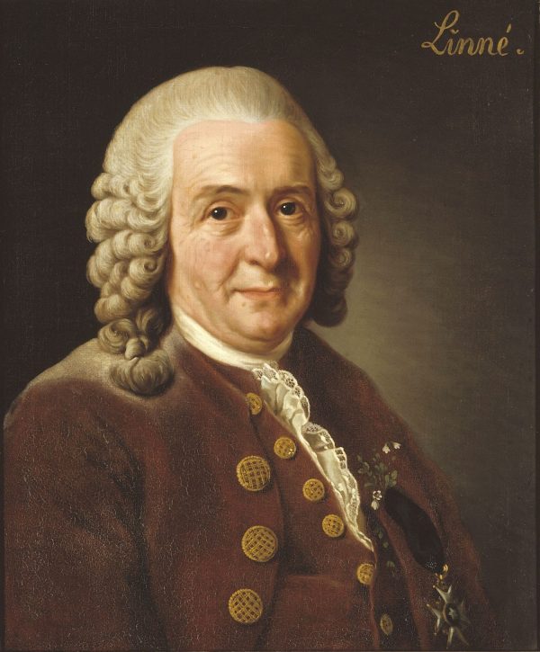 Carl Linnaeus by Alexander Roslin