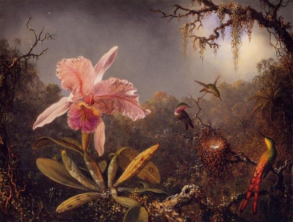Cattleya Orchid and Three Brazilian Hummingbirds by Martin Johnson Heade
