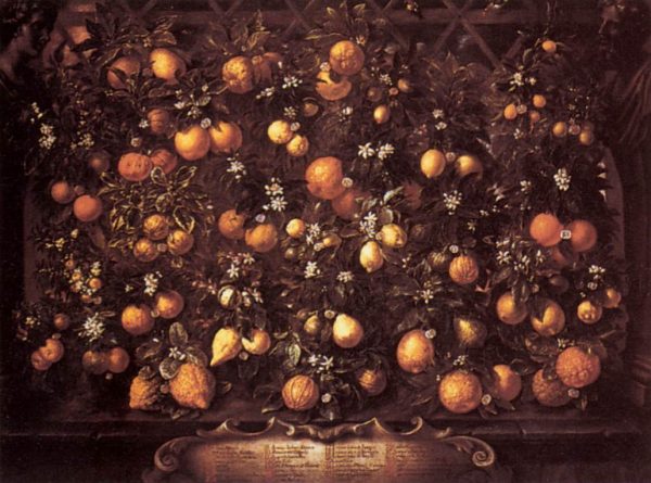 Citrus by Bartilomo Bimbi