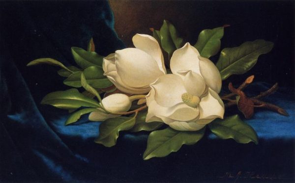 Giant Magnolias on a Blue Velvet Cloth by Martin Johnson Heade