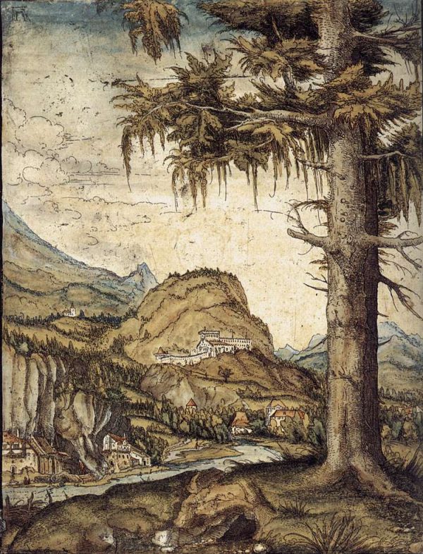 Large Fir by Albrecht Altdorfer