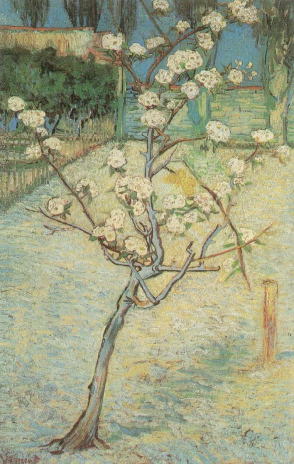 Almond Tree in Blossom by Vincent Van Gogh