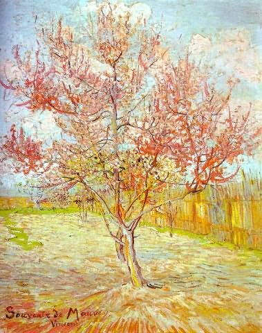 Pink Peach Tree in Blossom Reminiscence of Mauve