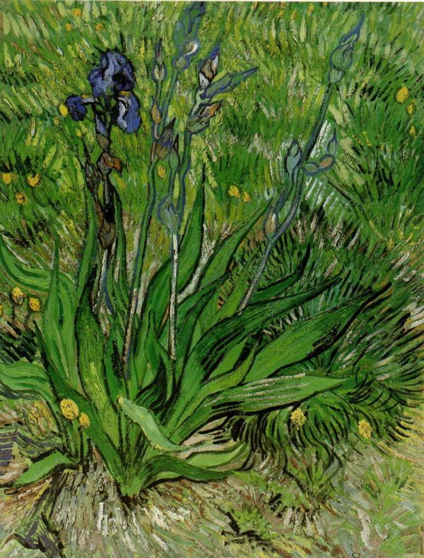 The Iris by Vincent Van Gogh