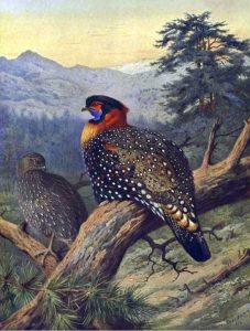 Western Tragopan by Archibald Thorburn - hand-painted oil reproduction