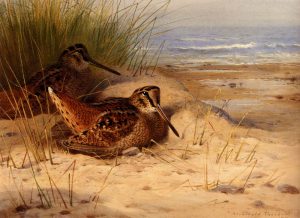 Woodcock Nesting on a Beach by Archibald Thorburn - hand-painted oil reproduction