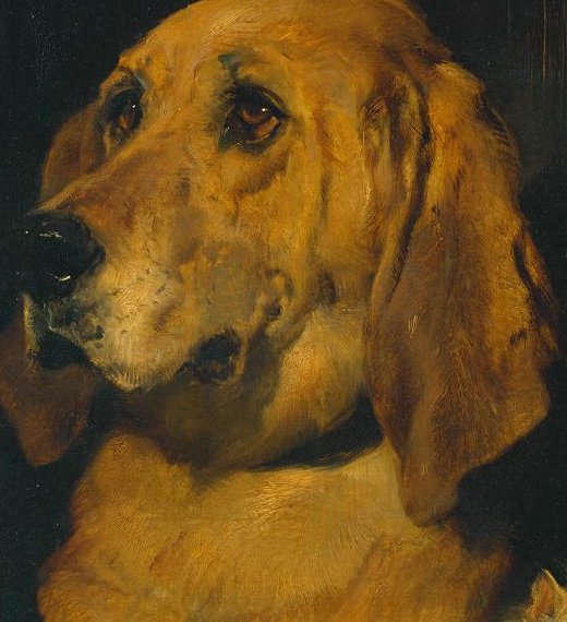 The bloodhound’s long ears and sad eyes
