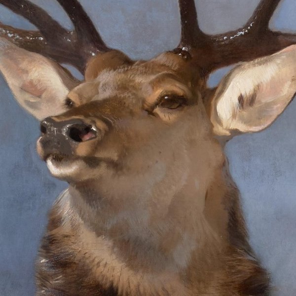 Stag’s head with flared nostrils and alert eye