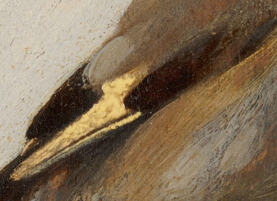 The goldfinch's wing with its single thick yellow stroke and the dark feathers around it