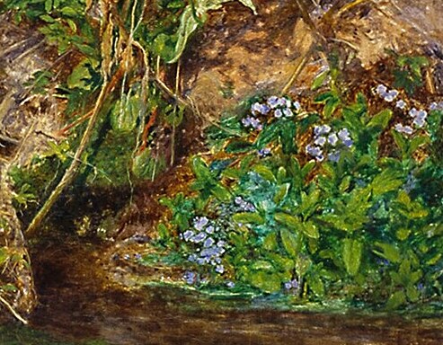 Small blue flowers growing on the far bank