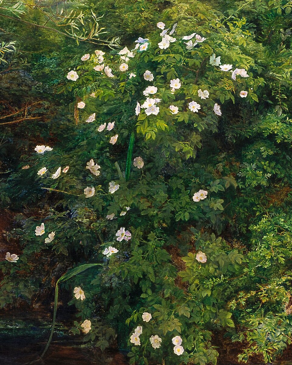 Wild white dog roses growing on the riverbank above Ophelia