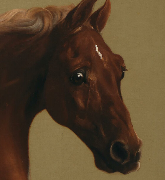 Whistlejacket's head turned toward the viewer, ears back, eye wide and white-rimmed