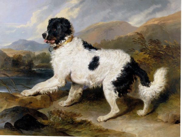 A Newfoundland Dog by Sir Edwin Landseer