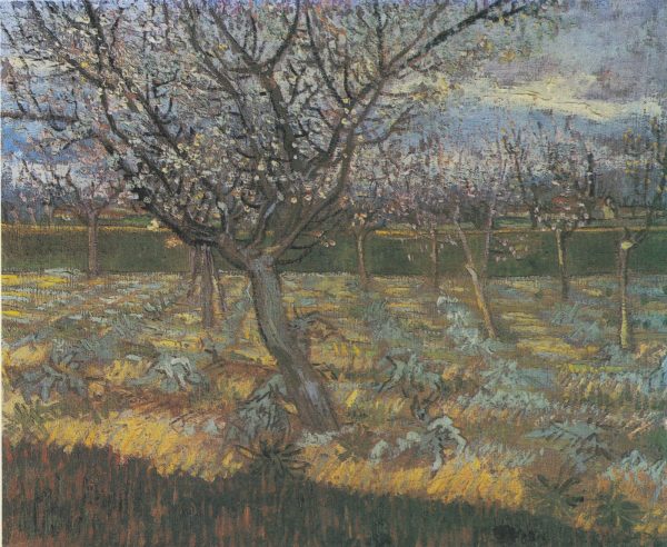 Apricot Trees in Blossom by Vincent Van Gogh