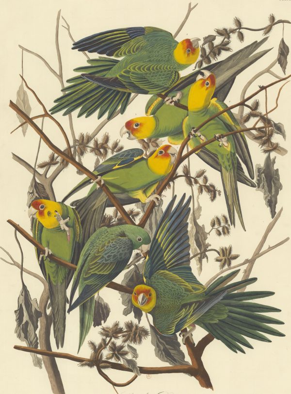 Carolina Parrot by John James Audubon