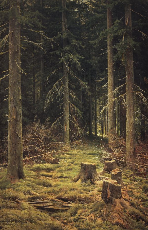 Coniferous Forest by Ivan Shishkin