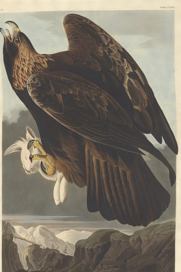 Golden Eagle by John James Audubon
