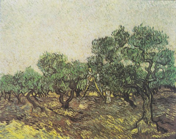 Olive Picking by Vincent Van Gogh