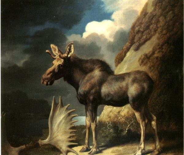 The Moose by George Stubbs