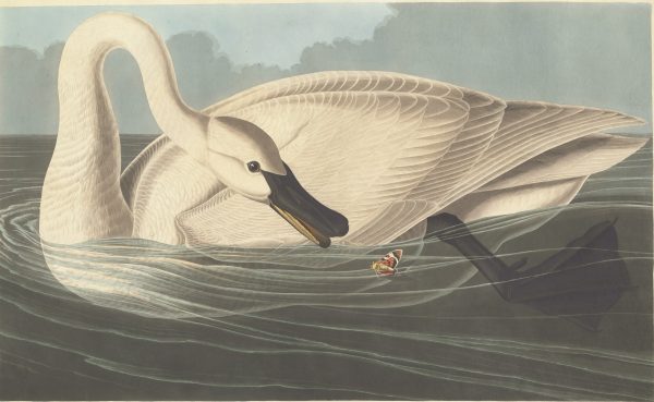 Trumpeter Swan by John James Audubon