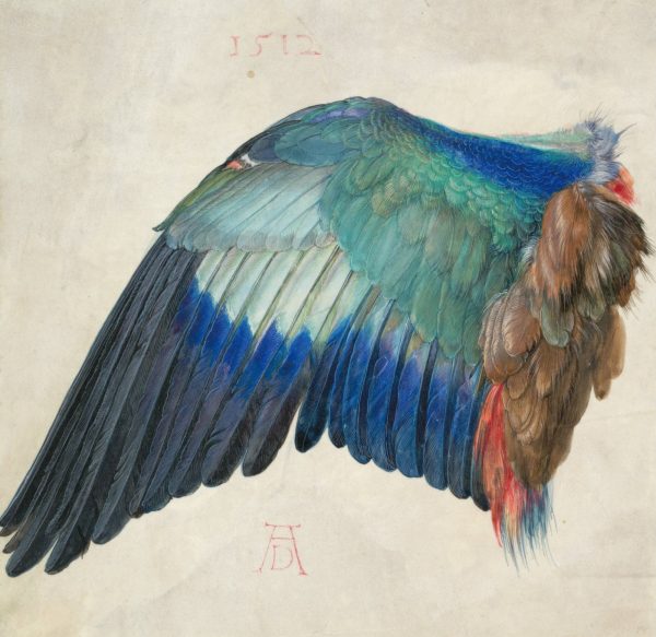 Wing of a Roller by Albrecht Durer