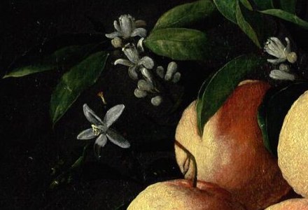 White orange blossom and dark green leaves above the oranges